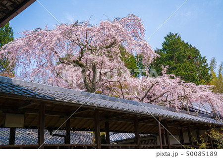京都 十輪寺の桜 京都 十輪寺の桜 50085189