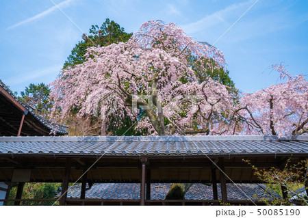 京都 十輪寺の桜 京都 十輪寺の桜 50085190