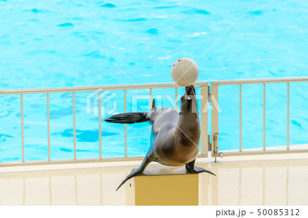 アシカショー アシカショー 50085312