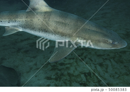 海を泳ぐサメ 海を泳ぐサメ 50085383