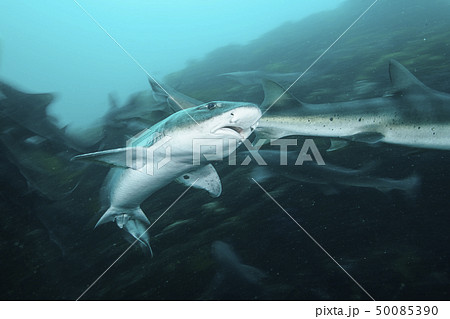 海を泳ぐサメの群れの写真素材