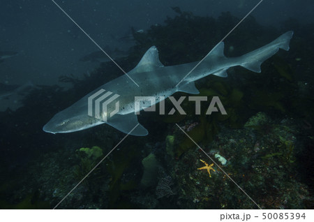 海を泳ぐサメの群れの写真素材