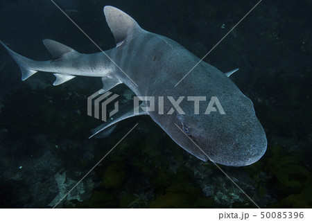 海を泳ぐサメの写真素材