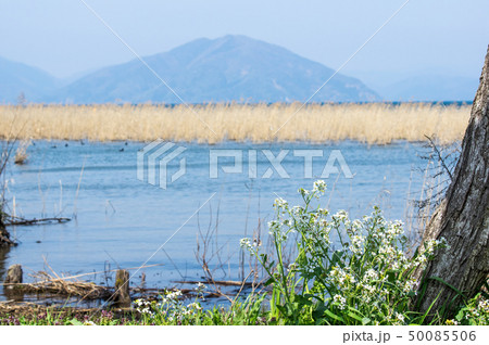 琵琶湖畔に咲くハマダイコンの花の写真素材