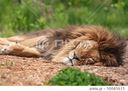 ライオンのお昼寝 50085615