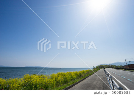 琵琶湖畔に咲く菜の花 50085682