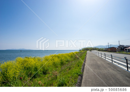 琵琶湖畔に咲く菜の花 50085686