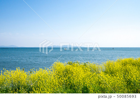 琵琶湖畔に咲く菜の花 50085693