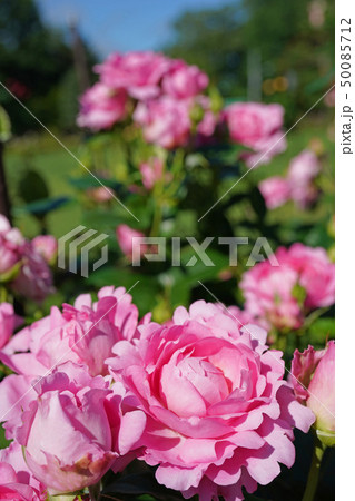 ロゼット巻きが美しいソフトピンクのバラの写真素材 [50085712] - PIXTA