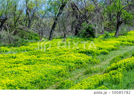 琵琶湖畔に咲くノウルシ 50085782