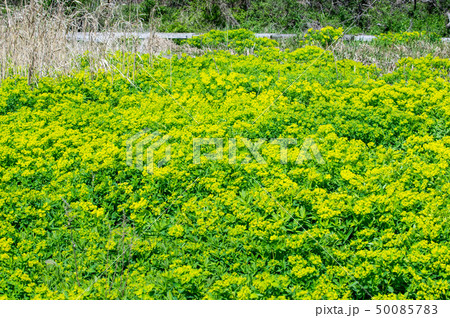 琵琶湖畔に咲くノウルシ 50085783