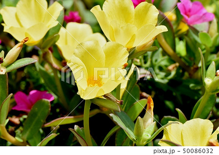 三鷹中原に咲く黄色いハナスベリヒユ 50086032