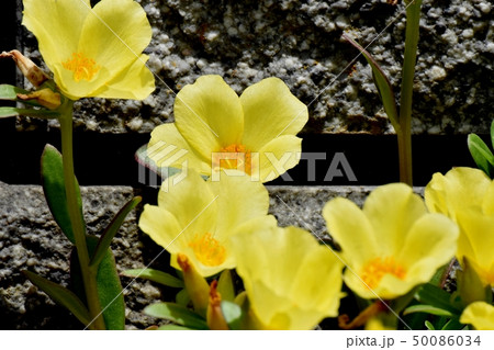 三鷹中原に咲く黄色いハナスベリヒユ 50086034