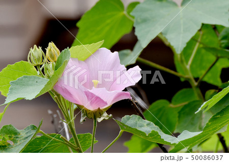 三鷹中原に咲くピンクのムクゲの花 三鷹中原に咲くピンクのムクゲの花 50086037