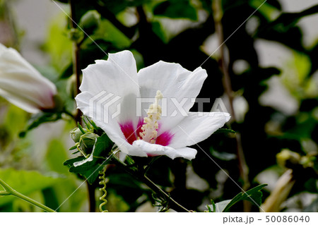 三鷹中原に咲く白いムクゲの花 50086040