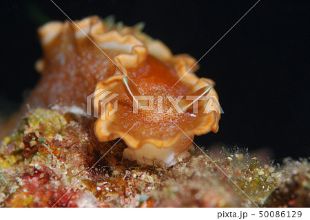 ウミウシ キャラメルウミウシ 寄生虫付 ウミウシ キャラメルウミウシ 寄生虫付 50086129