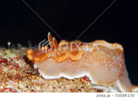 ウミウシ キャラメルウミウシ 寄生虫付 ウミウシ キャラメルウミウシ 寄生虫付 50086130