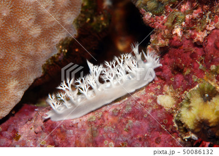 ウミウシ 50086132