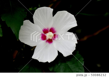 三鷹中原に咲く白いムクゲの花 50086232