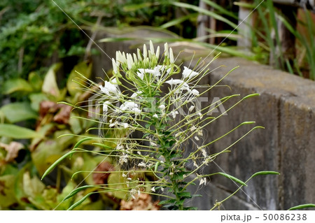 三鷹中原に咲く白いクレオメ(セイヨウフウチョウソウ) 三鷹中原に咲く白いクレオメ(セイヨウフウチョウソウ) 50086238