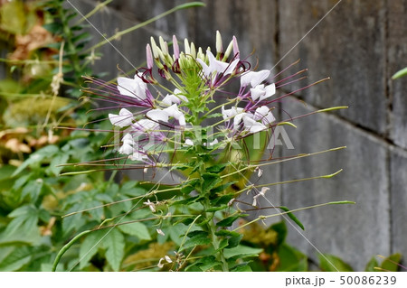 三鷹中原に咲く白いクレオメ（セイヨウフウチョウソウ） 50086239