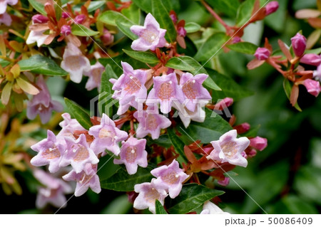三鷹中原に咲くピンクのアベリア 三鷹中原に咲くピンクのアベリア 50086409