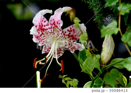 三鷹中原に咲く白に赤い斑点のユリの花 50086413