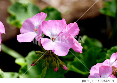 三鷹中原に咲く薄いピンクのゼラニウム 三鷹中原に咲く薄いピンクのゼラニウム 50086414