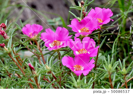 三鷹中原に咲くピンクのマツバボタン 三鷹中原に咲くピンクのマツバボタン 50086537