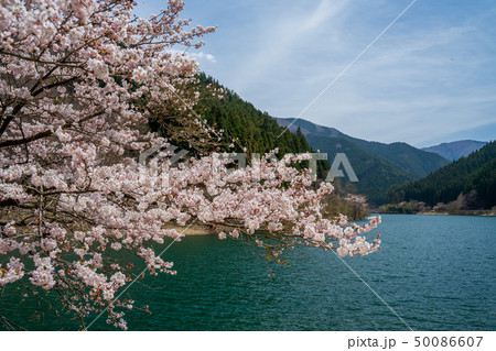 春の音水湖　引原ダム 50086607