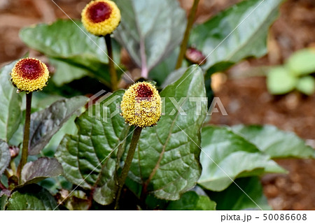 三鷹中原に咲く黄色いルドベキア-グリーンウィザード 三鷹中原に咲く黄色いルドベキア-グリーンウィザード 50086608