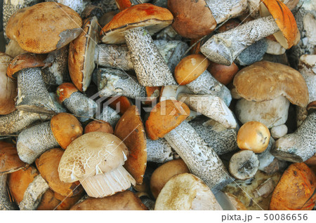 Mushrooms Mushrooms 50086656
