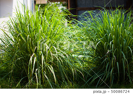 Lemongrass or Lapine or West Indian 50086724