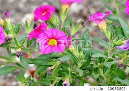 三鷹中原に咲くピンクのカリブラコア 三鷹中原に咲くピンクのカリブラコア 50086805