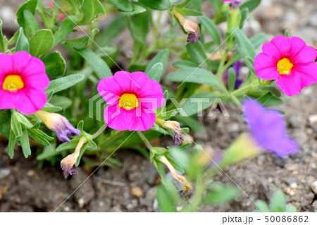 三鷹中原に咲くピンクのカリブラコア 三鷹中原に咲くピンクのカリブラコア 50086862