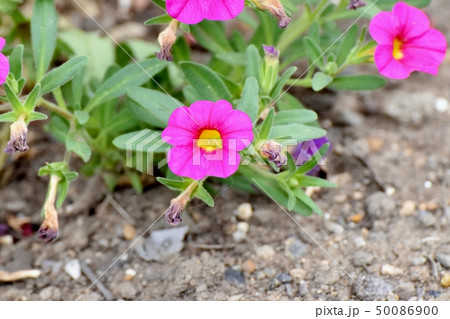三鷹中原に咲くピンクのカリブラコア 50086900
