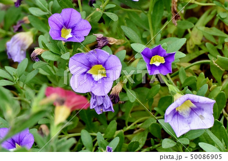 三鷹中原に咲く紫色のカリブラコア 三鷹中原に咲く紫色のカリブラコア 50086905