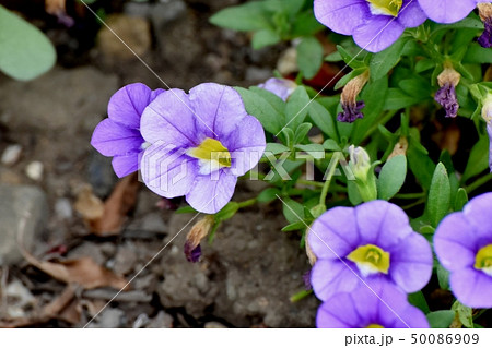 三鷹中原に咲く紫色のカリブラコア 50086909