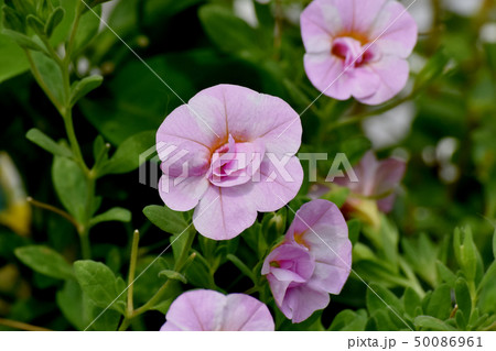 三鷹中原に咲くピンクの八重咲きカリブラコア 三鷹中原に咲くピンクの八重咲きカリブラコア 50086961