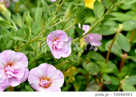 三鷹中原に咲くピンクの八重咲きカリブラコア 三鷹中原に咲くピンクの八重咲きカリブラコア 50086963
