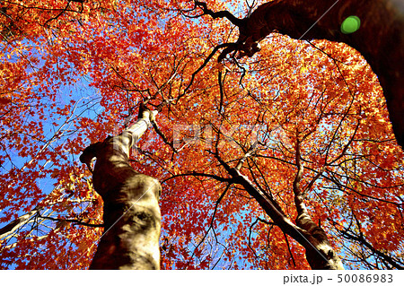 美しい絶景の紅葉風景 Autumn scenery with beautiful scenery 50086983