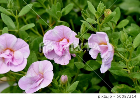 三鷹中原に咲くピンクの八重咲きカリブラコア 50087214
