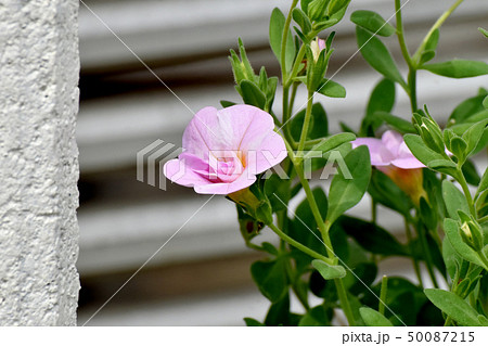 三鷹中原に咲くピンクの八重咲きカリブラコア 50087215