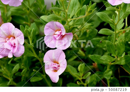 三鷹中原に咲くピンクの八重咲きカリブラコア 50087219