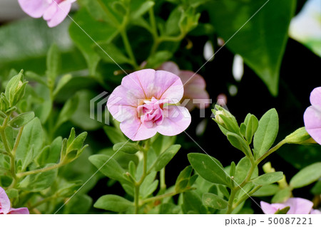 三鷹中原に咲くピンクの八重咲きカリブラコア 三鷹中原に咲くピンクの八重咲きカリブラコア 50087221