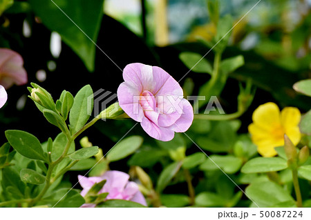 三鷹中原に咲くピンクの八重咲きカリブラコア 三鷹中原に咲くピンクの八重咲きカリブラコア 50087224