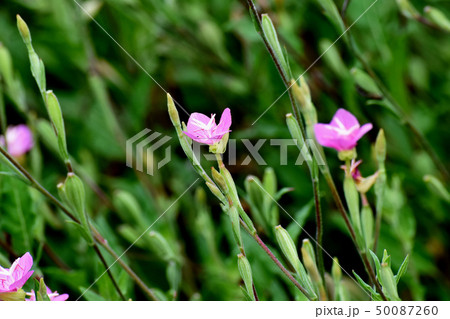三鷹中原に咲くピンクのユウゲショウ（アカハナユウゲショウ） 50087260