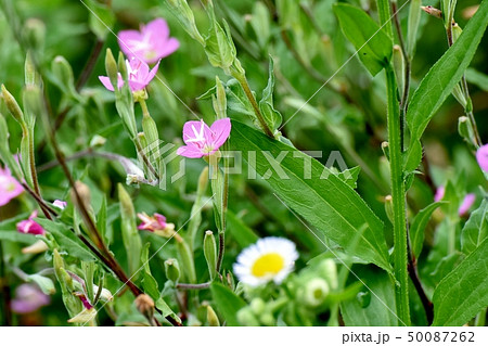 三鷹中原に咲くピンクのユウゲショウ(アカハナユウゲショウ) 三鷹中原に咲くピンクのユウゲショウ(アカハナユウゲショウ) 50087262
