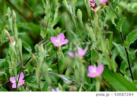 三鷹中原に咲くピンクのユウゲショウ(アカハナユウゲショウ) 三鷹中原に咲くピンクのユウゲショウ(アカハナユウゲショウ) 50087264