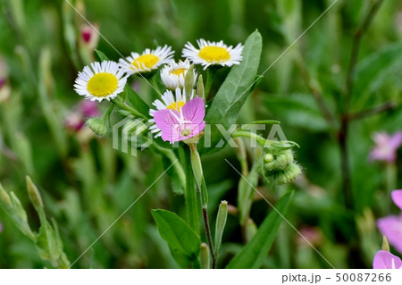 三鷹中原に咲くピンクのユウゲショウ（アカハナユウゲショウ） 50087266